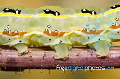 Green Caterpillar Stock Photo
