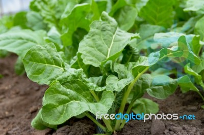 Green Chard Plantation In The Organic Garden Stock Photo