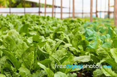 Green Chard Plantation In The Organic Garden Stock Photo