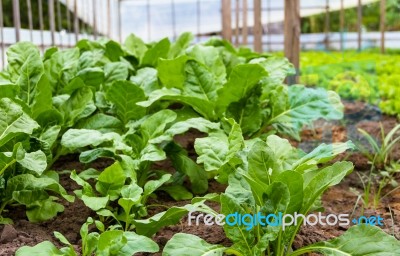 Green Chard Plantation In The Organic Garden Stock Photo