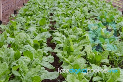 Green Chard Plantation In The Organic Garden Stock Photo