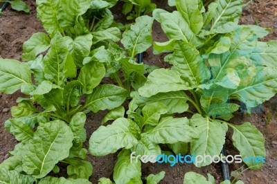 Green Chard Plantation In The Organic Garden Stock Photo