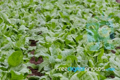 Green Chard Plantation In The Organic Garden Stock Photo