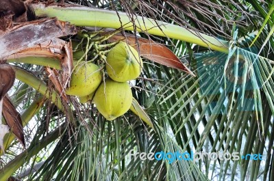 Green Coconut Stock Photo
