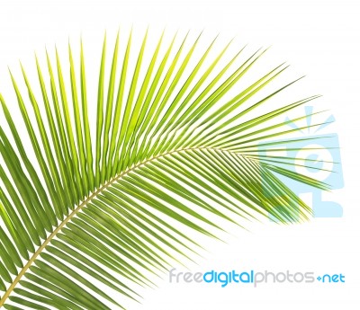 Green Coconut Leaf Isolated On White Background Stock Photo