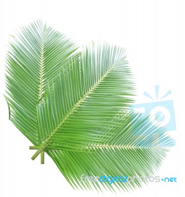 Green Coconut Leaves Isolated On White Background Stock Photo