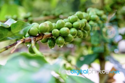 Green Coffee Berry Stock Photo