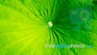 Green Color Background Stock Photo