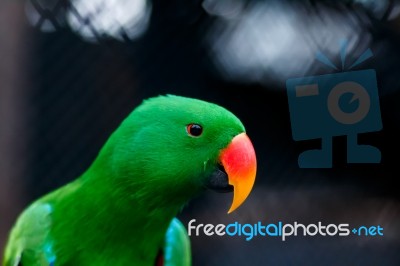 Green Electus Parrot Head Stock Photo