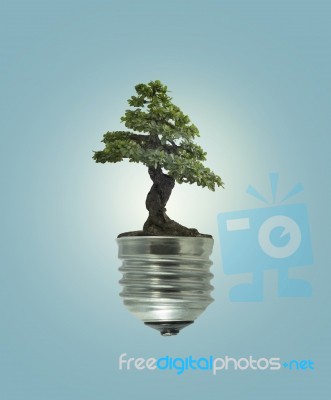 Green Energy Eco Concept, Tree Growing Out Of Bulb Stock Photo