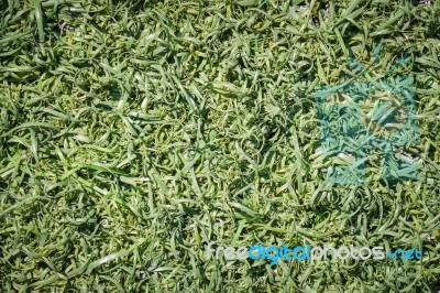 Green Fake Grass Background Stock Photo