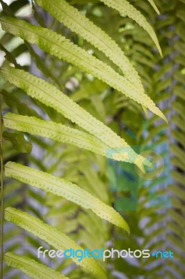 Green Fern Leaves In Summer Day Stock Photo