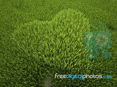 Green Field Stock Image