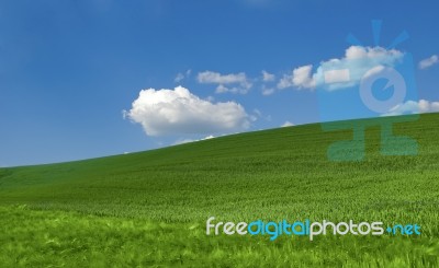 Green Field Stock Photo