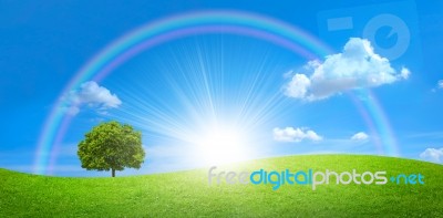 Green Field With Tree And Sunrays Stock Image