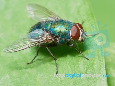 Green Fly On A Green Leaf Stock Photo