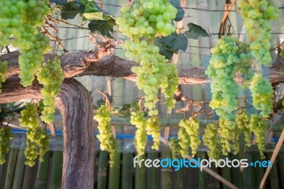Green Grapes Hanging On Tree Display In Food Festival Stock Photo
