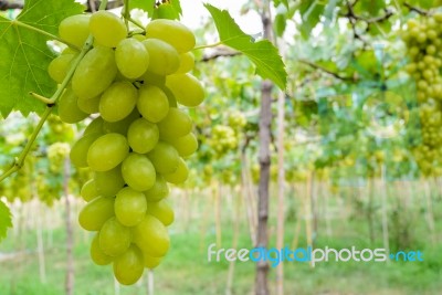 Green Grapes In Vineyard Stock Photo