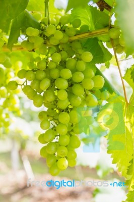 Green Grapes On The Vine Stock Photo