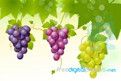 Green Grapes. Red Grapes And Leaves Stock Image