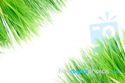 Green Grass Frame Stock Photo