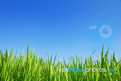 Green Grass On A Sky Background Stock Photo