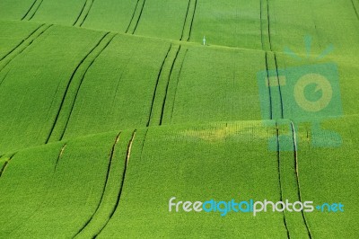 Green Grass On Wavy Field Stock Photo Green Grass On Wavy Field Stock Photo