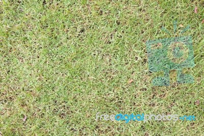 Green Grass Surface Background Stock Photo