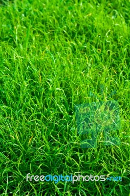 Green Grass Texture Close Up Stock Photo