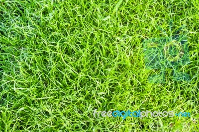 Green Grass Texture Close Up Stock Photo