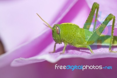 Green Grasshopper Stock Photo