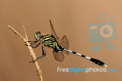 Green Hawk Dragonfly Stock Photo