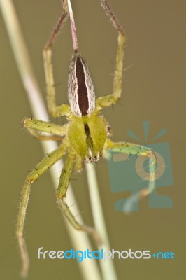 Green Huntsman Spider (micrommata Virescens) Stock Photo