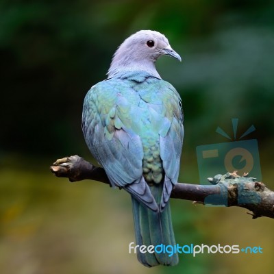 Green Imperial Pigeon Stock Photo