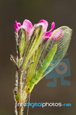 Green Lacewing (chrysoperla Carnea) Stock Photo