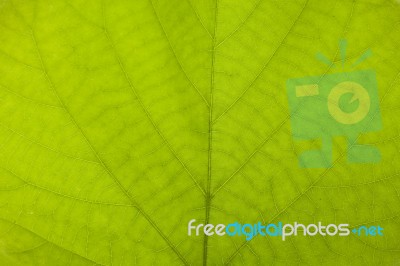 Green Leaf Stock Photo