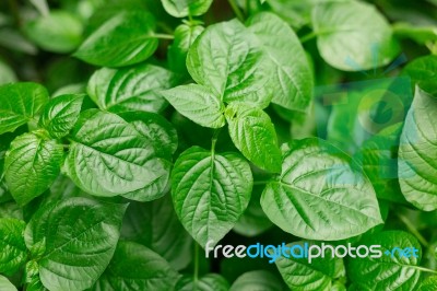 Green Leaf Stock Photo