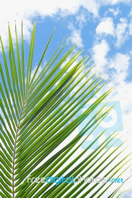 Green Leaf And Blue Sky Stock Photo