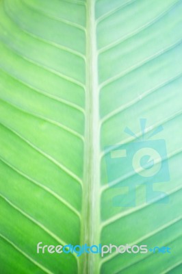 Green Leaf Nature Texture Abstract Background Stock Photo