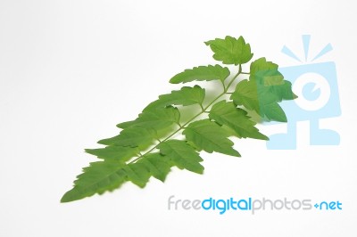 Green Leaf Out In Thailand.white Background Stock Photo