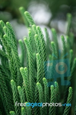 Green Leaf Texture Stock Photo