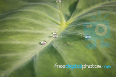 Green Leaf With Water Drops For Background Stock Photo