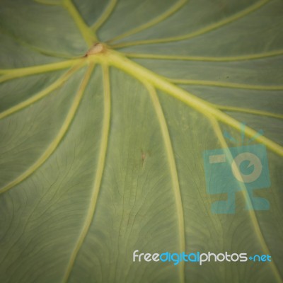 Green Leaf With Water Drops For Background Stock Photo