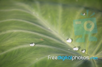 Green Leaf With Water Drops For Background Stock Photo