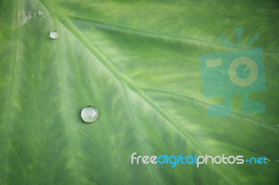 Green Leaf With Water Drops For Background Stock Photo