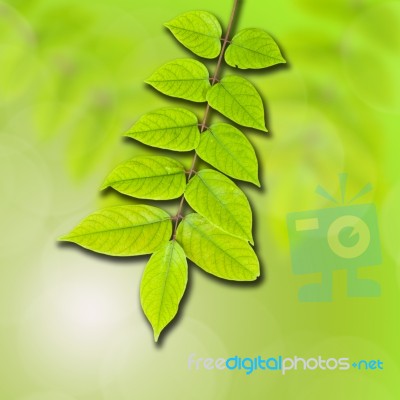 Green Leaves Stock Photo