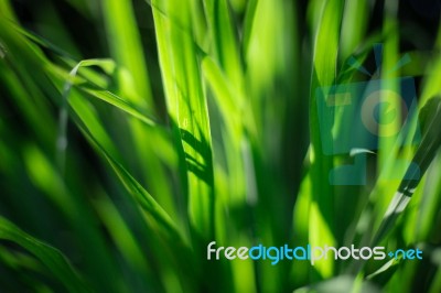 Green Leaves Stock Photo