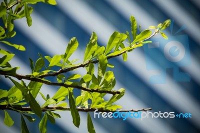 Green Leaves Stock Photo