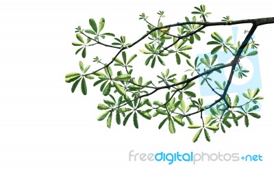 Green Leaves And Tree Branch On White Background Stock Photo