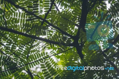 Green Leaves And Tree Branches Overhead Stock Photo